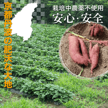 画像をギャラリービューアに読み込む, 京都丹波産 生芋 10kg
